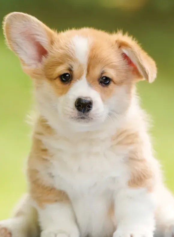 Adorable Corgi