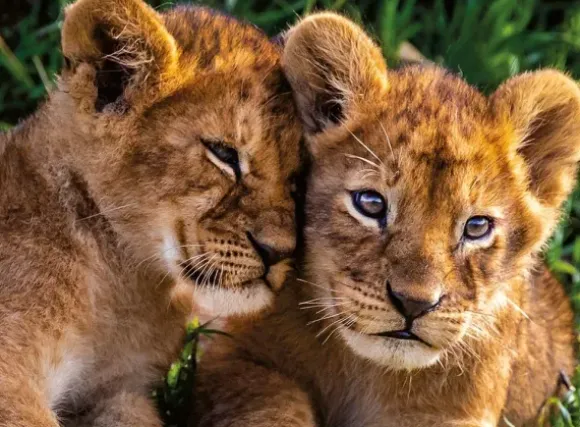 Adorable Lion Babies