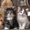 Adorables Chatons