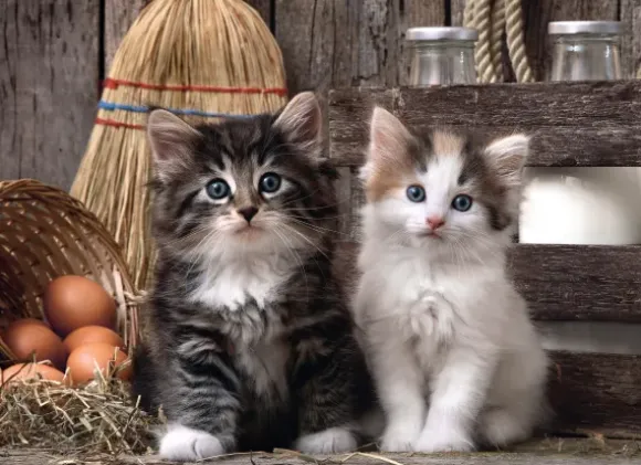 Adorables Chatons