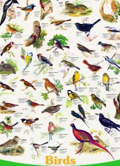 Affiche sur les Oiseaux