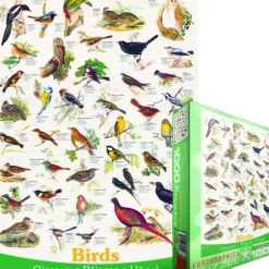 Affiche sur les Oiseaux