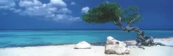 Alexander Von Humboldt - Alexander von Humboldt : Arbre de Divi Divi