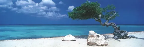Alexander Von Humboldt - Alexander von Humboldt : Arbre de Divi Divi
