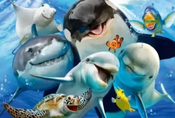 Amis Marins