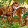 Animaux Sauvages - Tigres