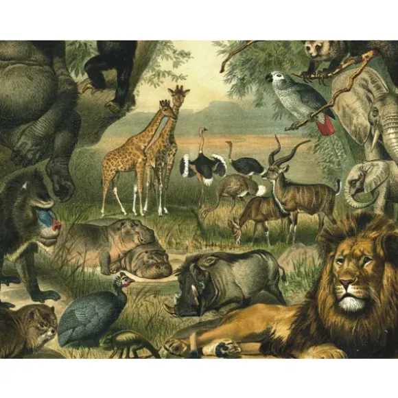 Animaux Savane