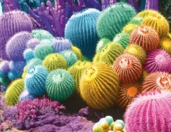 Arc-en-Ciel de Cactus