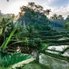 Au Coeur de Bali