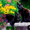 Beautés Noires