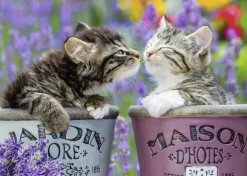 Bisous de Chatons