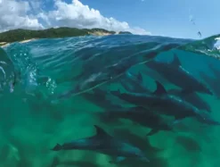 Bottlenose Dolphins