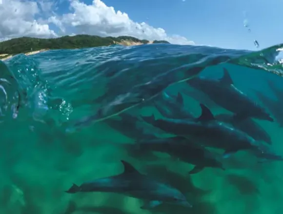 Bottlenose Dolphins