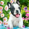 Bouledogue Français