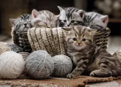 Boules de Poils et Pelotes de Laine