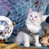 Capitaine Chaton