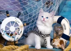 Capitaine Chaton
