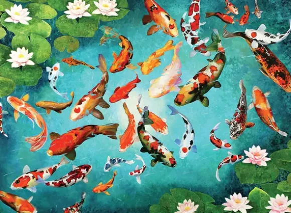 Carpes Koi Colorées