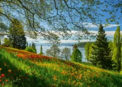 Champ de Tulipes - Ile de Mainau