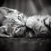 Chaton
