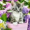 Chaton dans le Pot
