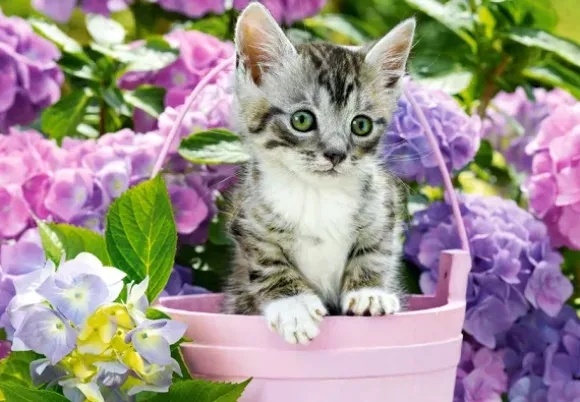 Chaton dans le Pot