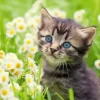 Chaton dans le Pré