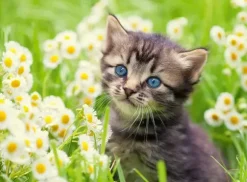 Chaton dans le Pré