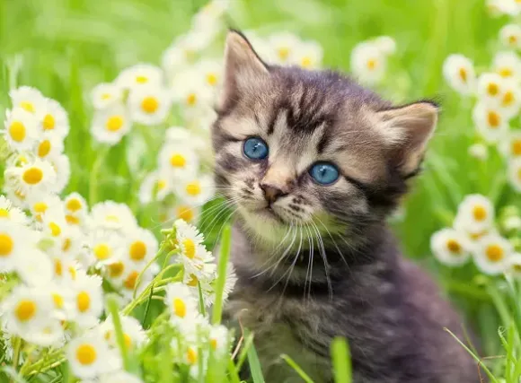 Chaton dans le Pré