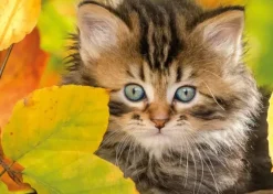 Chaton en automne