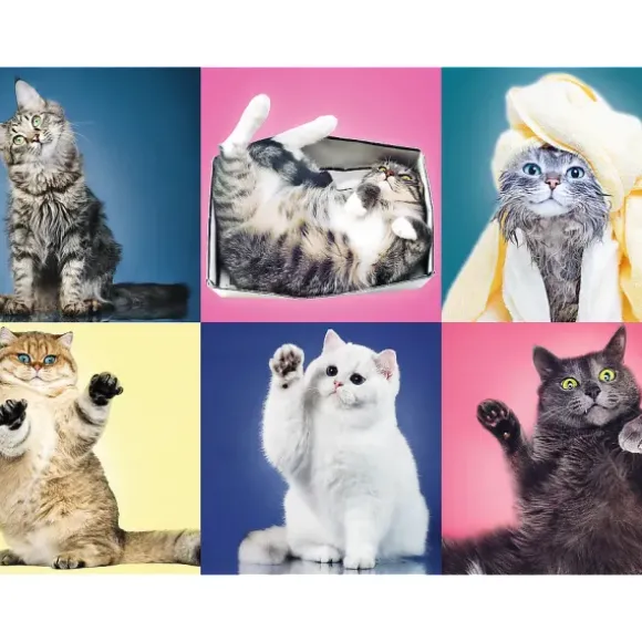 Chatons