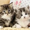 Chatons