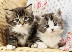 Chatons