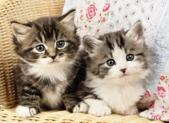 Chatons