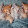 Chatons Mignons