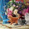 Chats Curieux