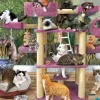 Chats de la Jungle