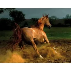 Cheval Chestnut
