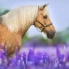 Cheval dans un Champ de Lupin