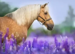 Cheval dans un Champ de Lupin