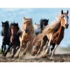 Chevaux