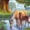 Chevaux dans le Ruisseau