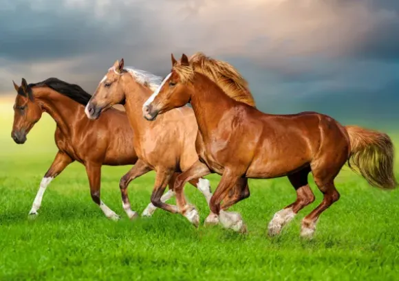 Chevaux en Ruée Vers le Printemps