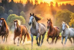 Chevaux Sauvages
