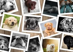 Chiens