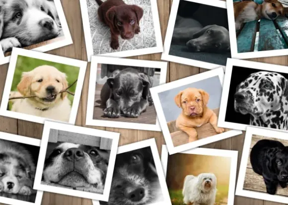 Chiens