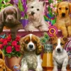 Chiens sur l'Etagère