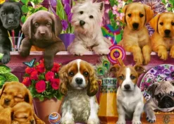 Chiens sur l'Etagère