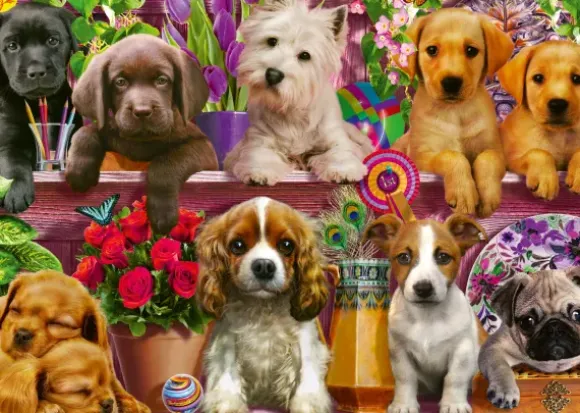 Chiens sur l'Etagère