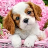 Chiot en Fleurs Roses